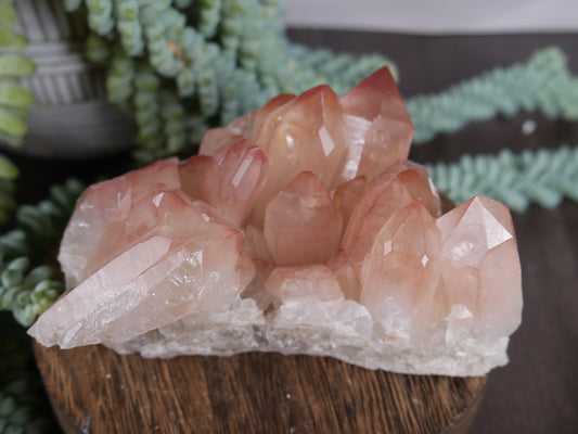 Scarlet Temple Lemurian #2