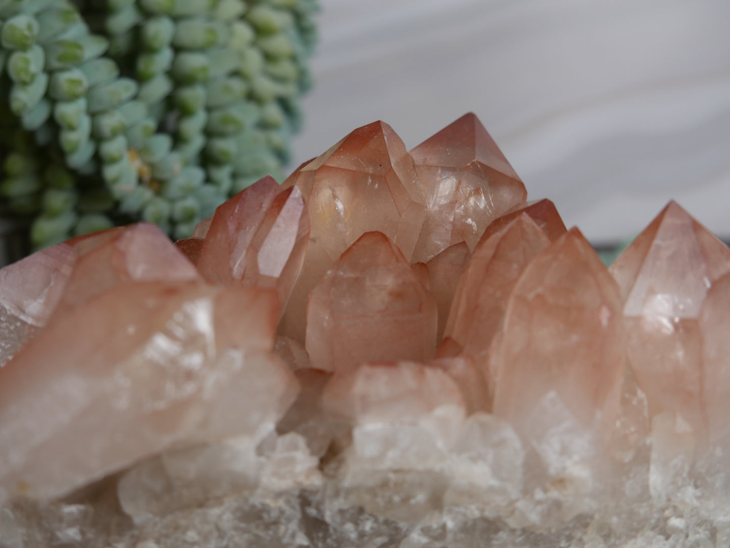 Scarlet Temple Lemurian #2