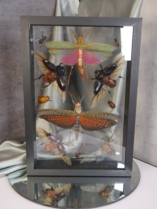 Insect Specimen #1 - 11 Insects