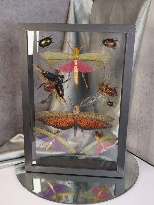 Insect Specimen #2 - 11 Insects