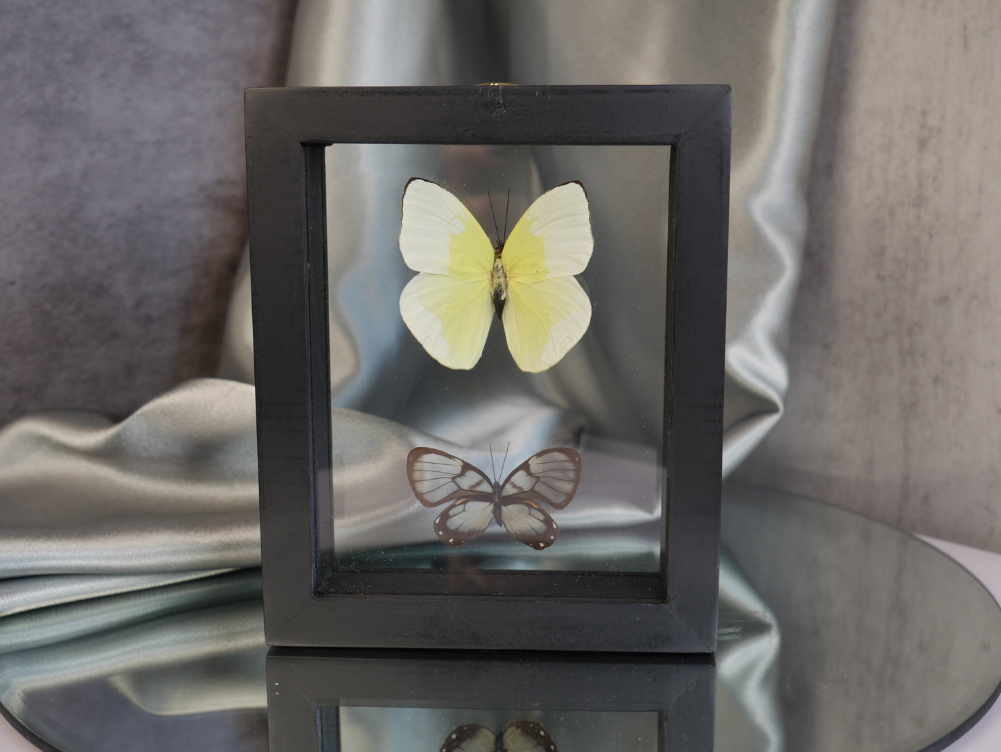 Butterfly Specimen #23