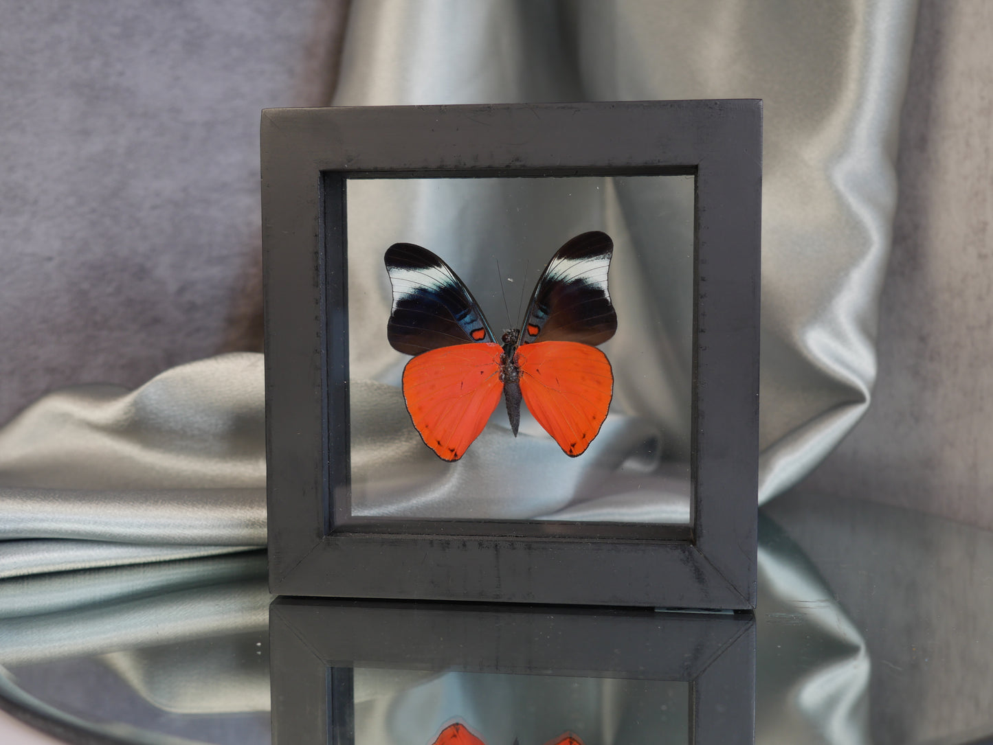 Butterfly Specimen #2