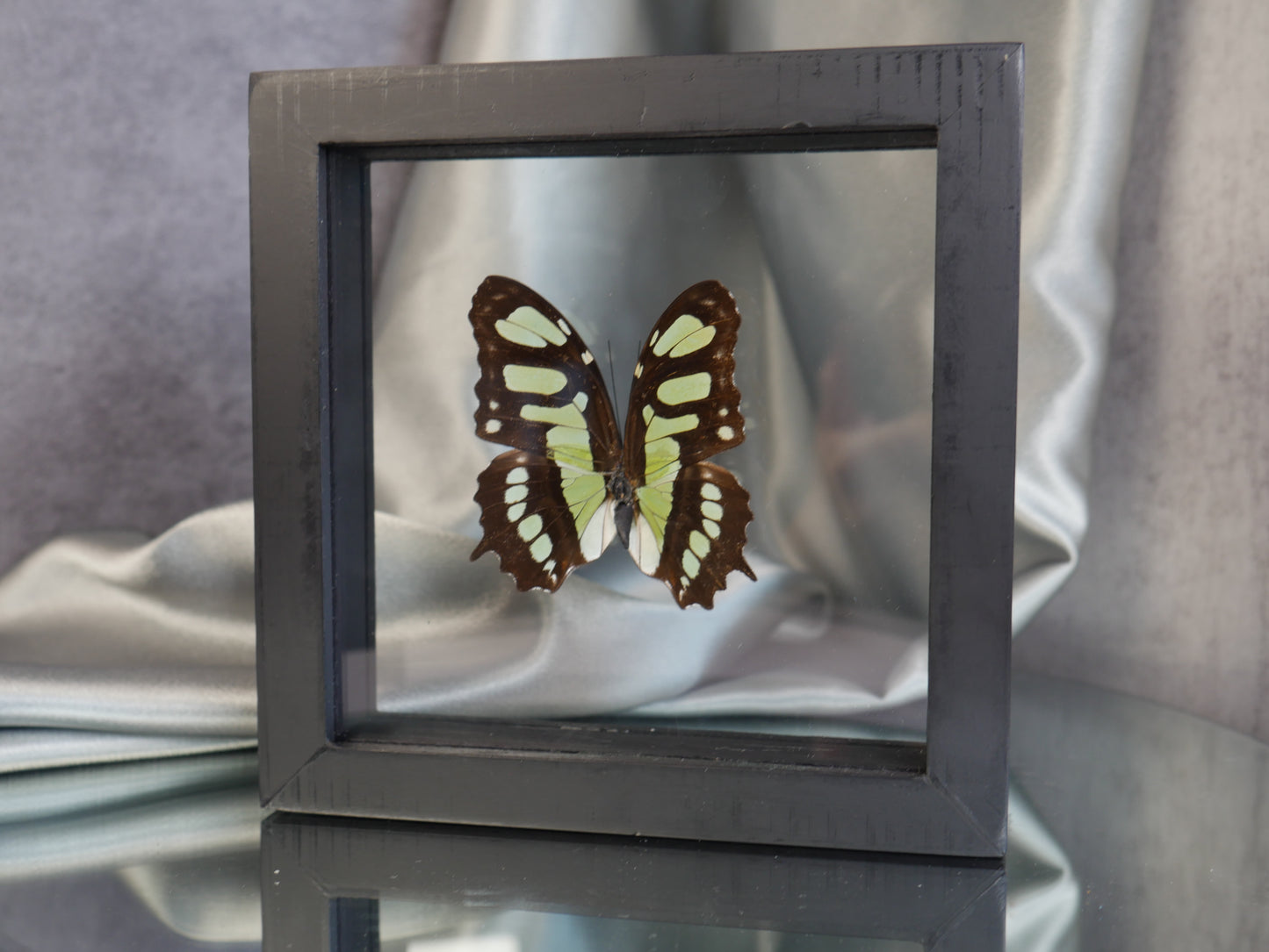 Butterfly Specimen #35