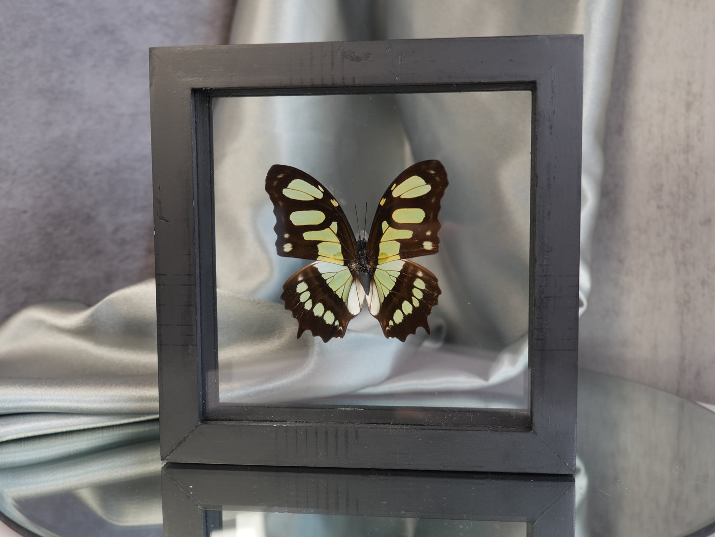 Butterfly Specimen #43