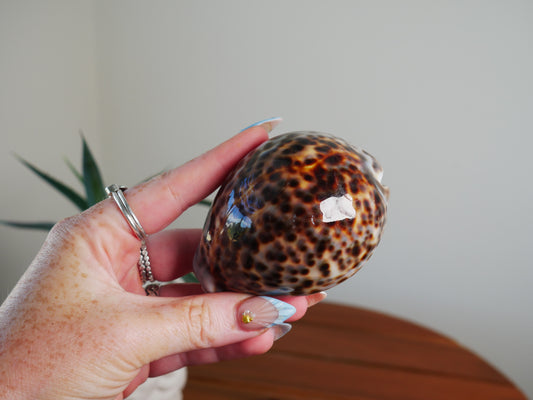 Cowrie Shell