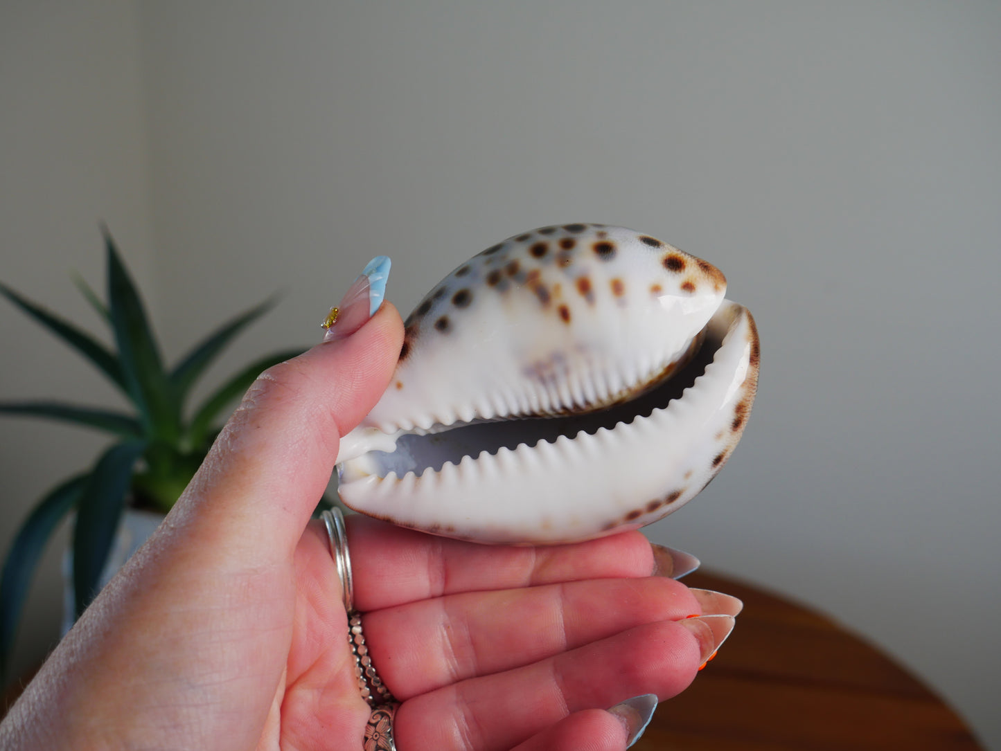Cowrie Shell