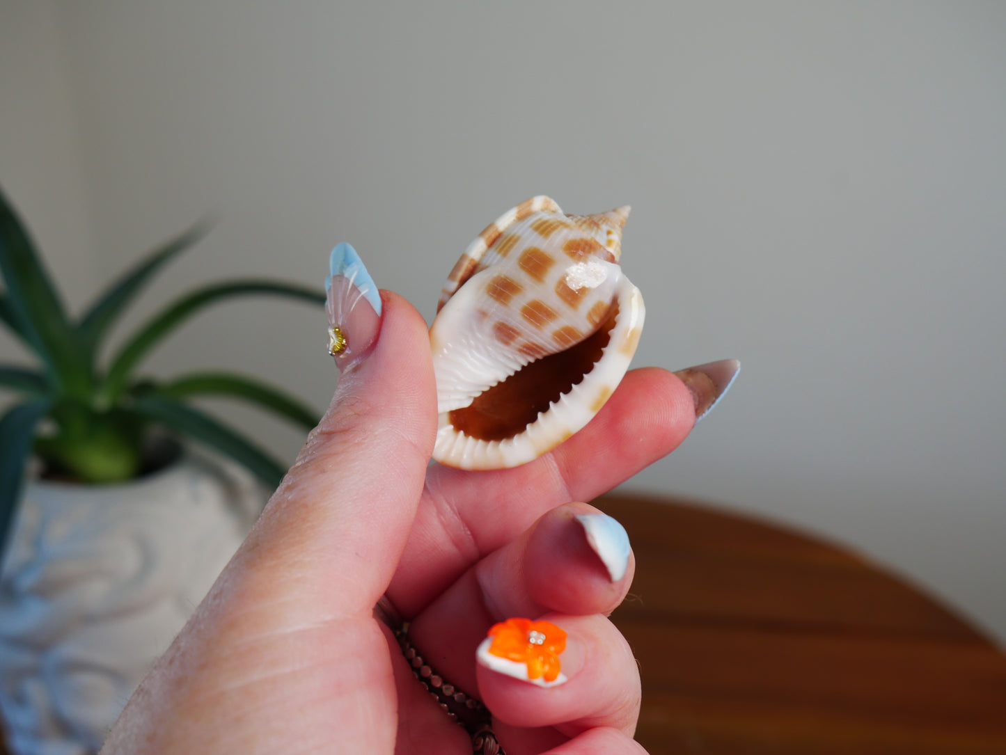Little Brown Spiral Shell