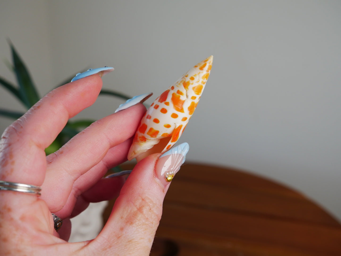 Orange & White Shell