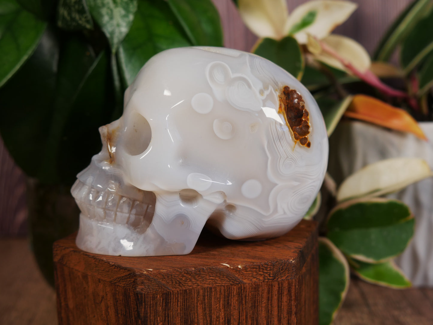 Agate Skull #11