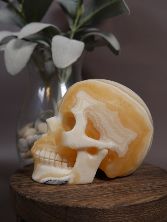 Zebra Onyx Skull