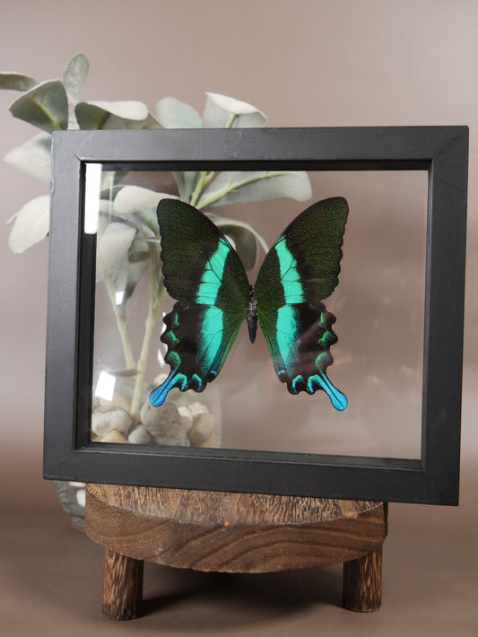 Green Swallowtail Butterfly