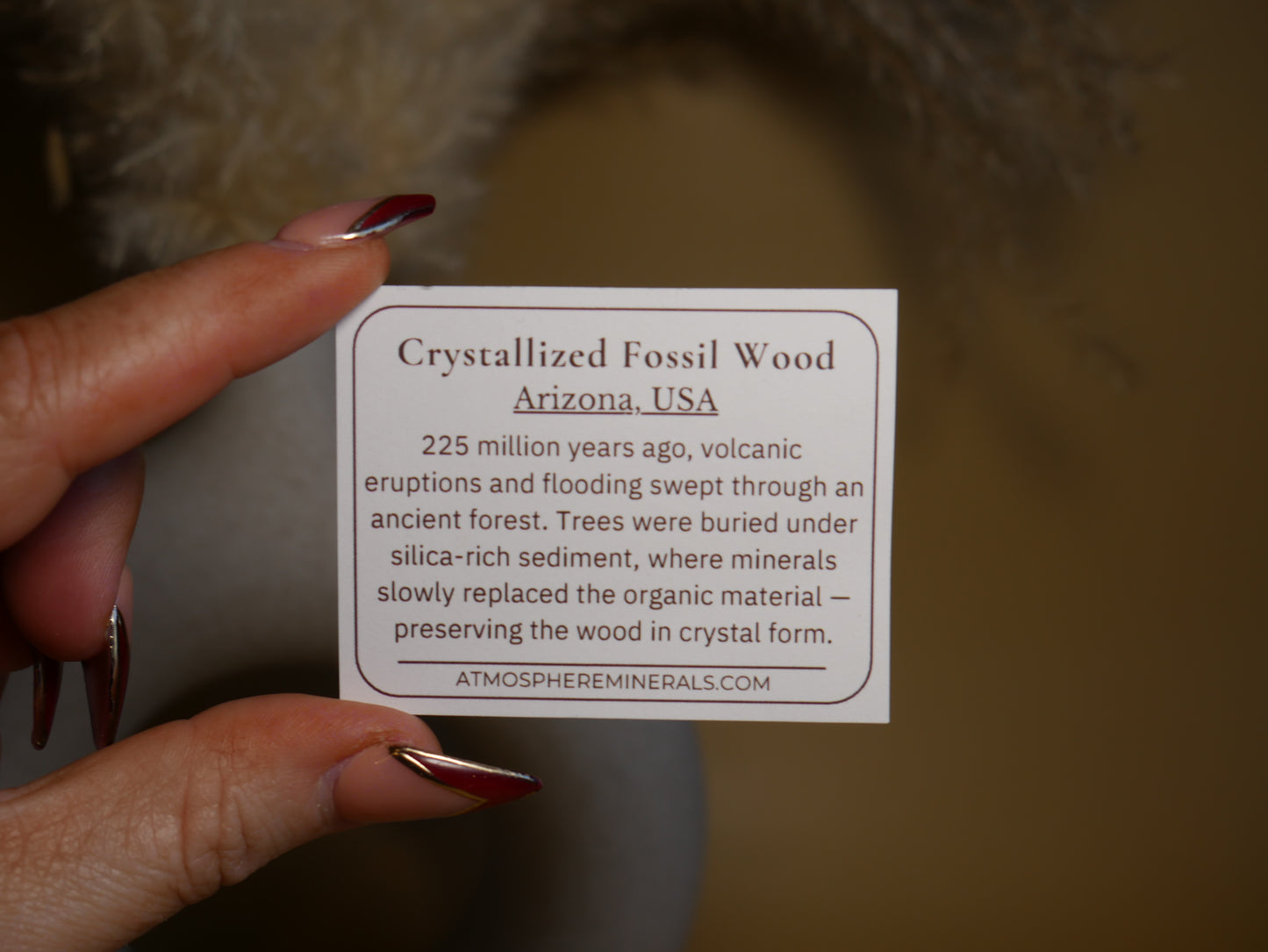 Arizona Crystallized Fossil Wood #5