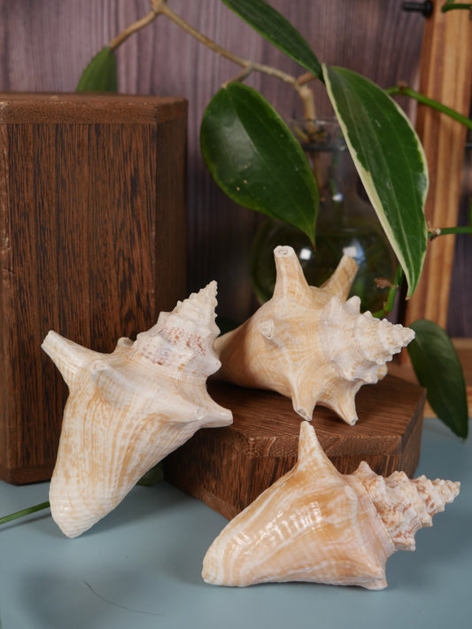 Conch Shell