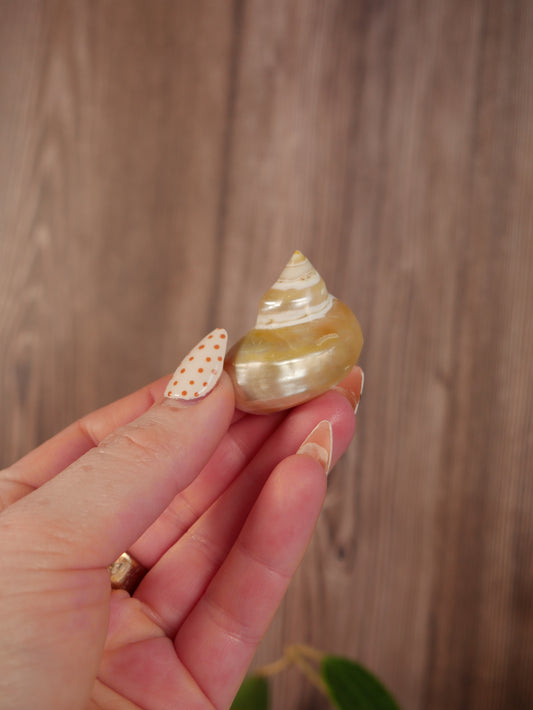 Gold-Mouthed Turban Shell