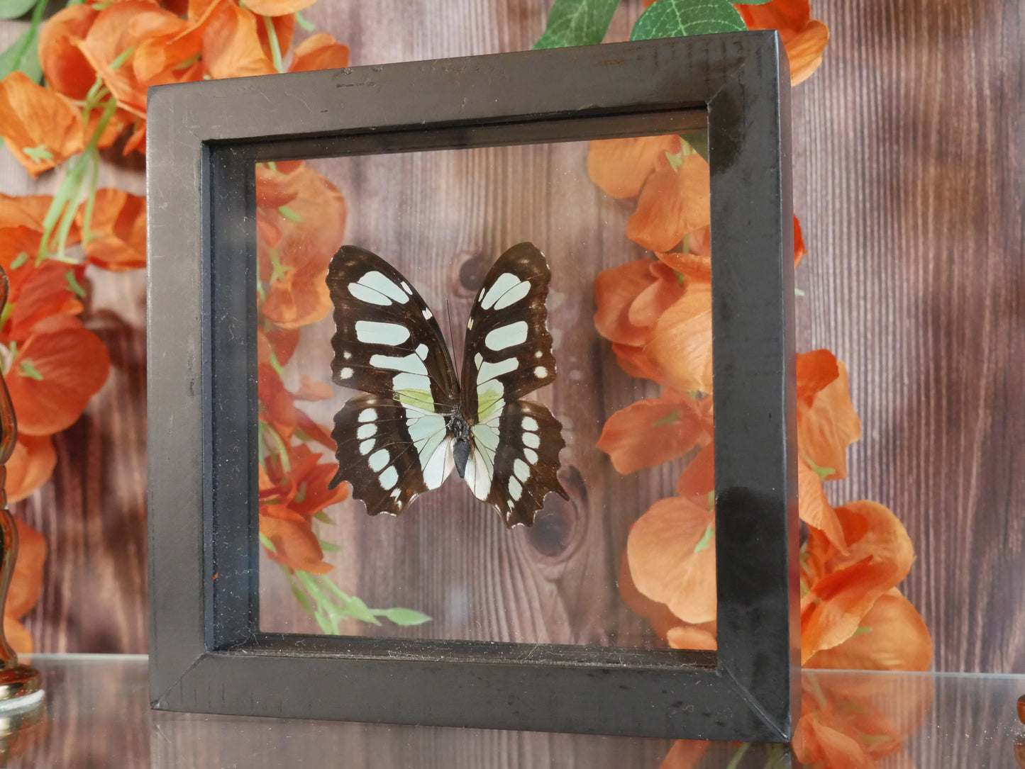 Butterfly Specimen - Siproeta Stelenes