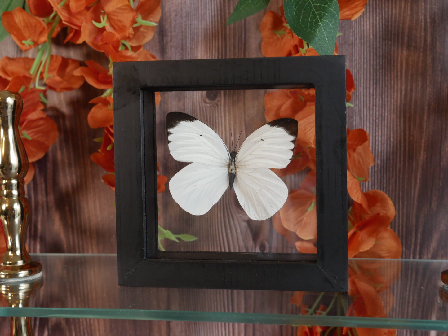 Butterfly Specimen - Ganyra Phaloe
