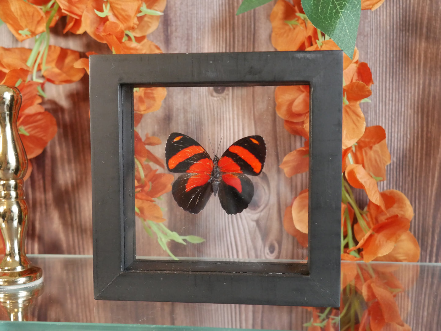Butterfly Specimen - Callicore Cynosura