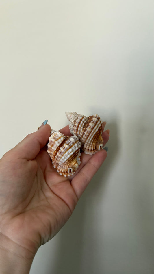 Distorsio Shell
