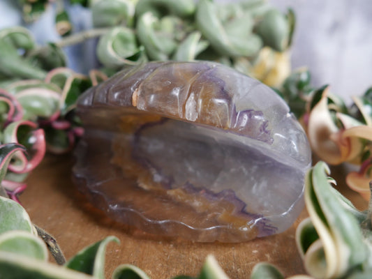 Fluorite Seashell #2