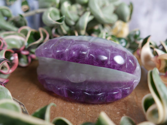 Fluorite Seashell #3