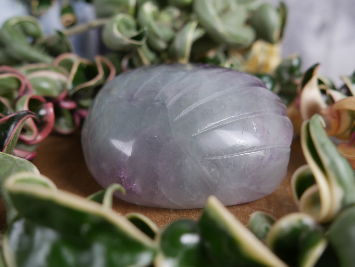 Fluorite Seashell #3