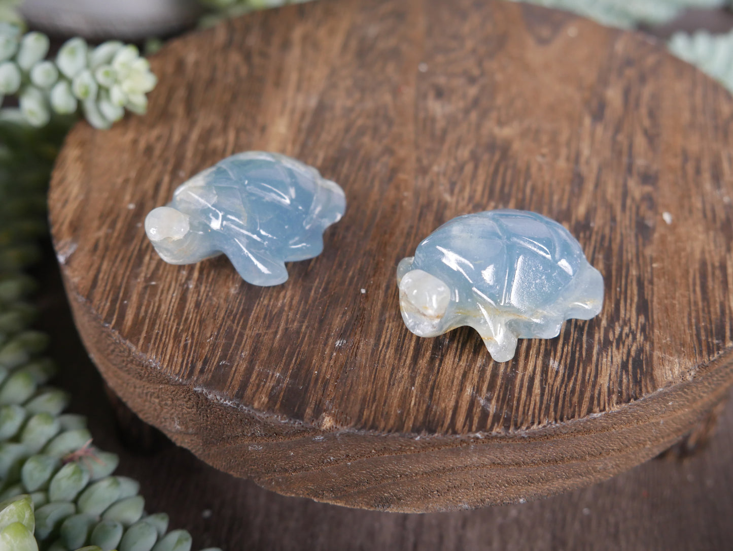 Blue Onyx Turtle