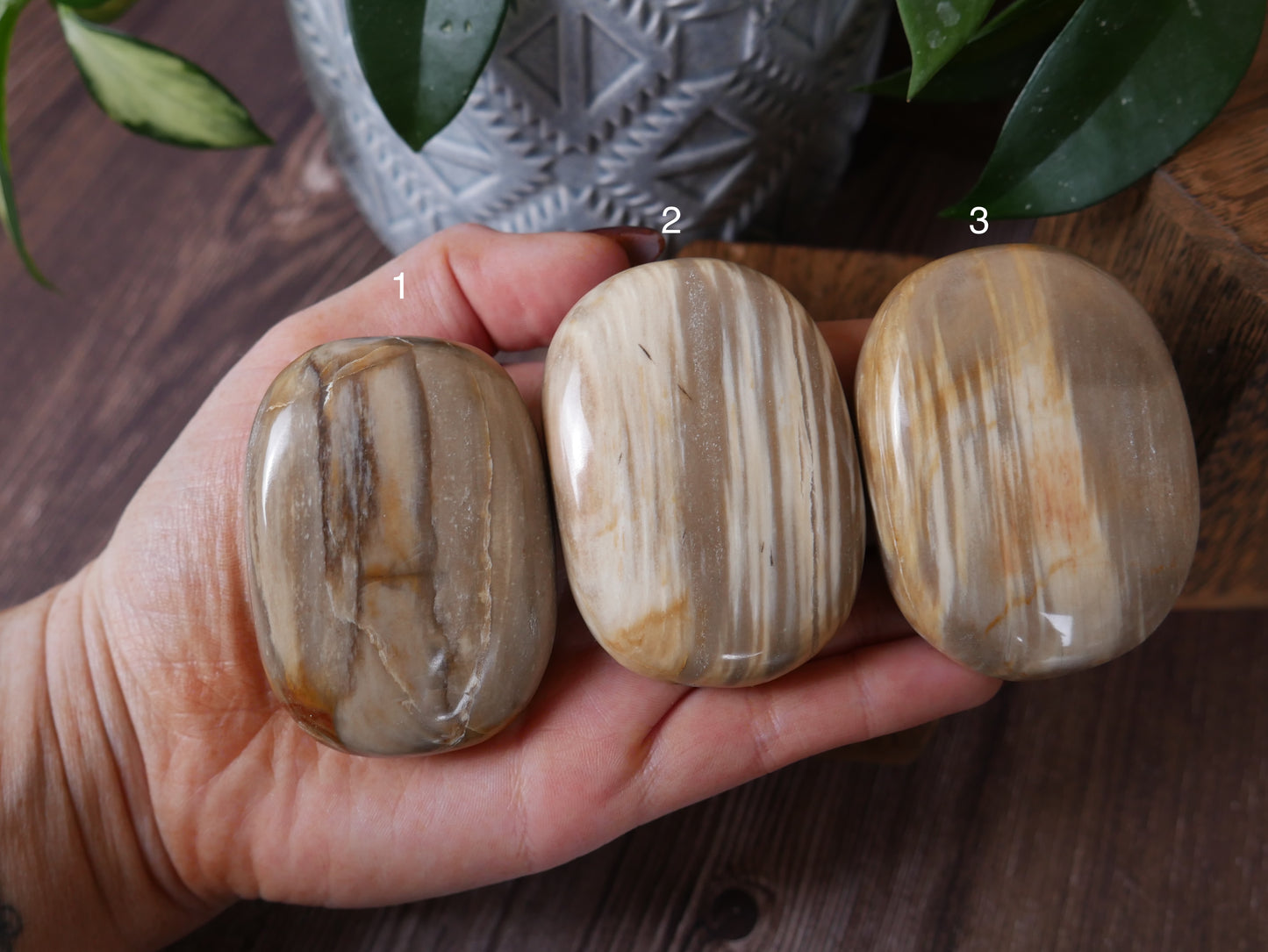 Petrified Wood Palm Stone [various]