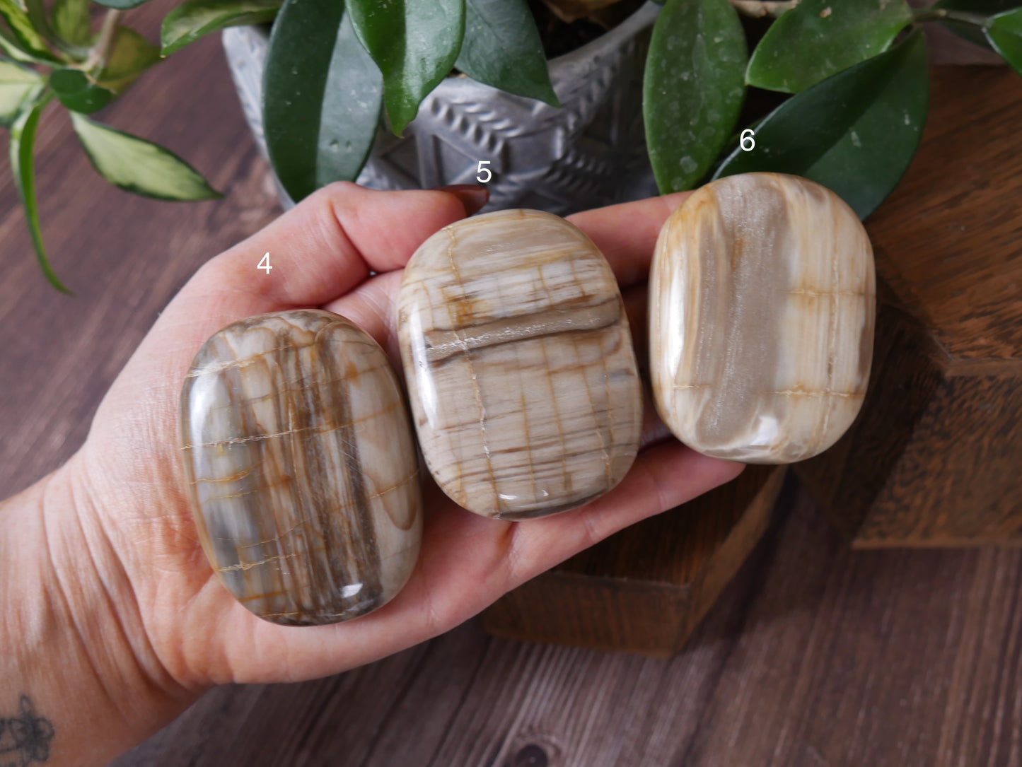 Petrified Wood Palm Stone [various]