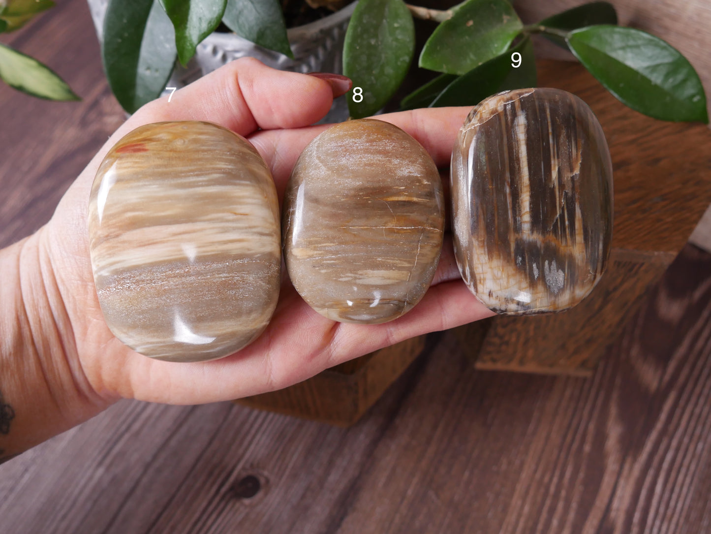 Petrified Wood Palm Stone [various]