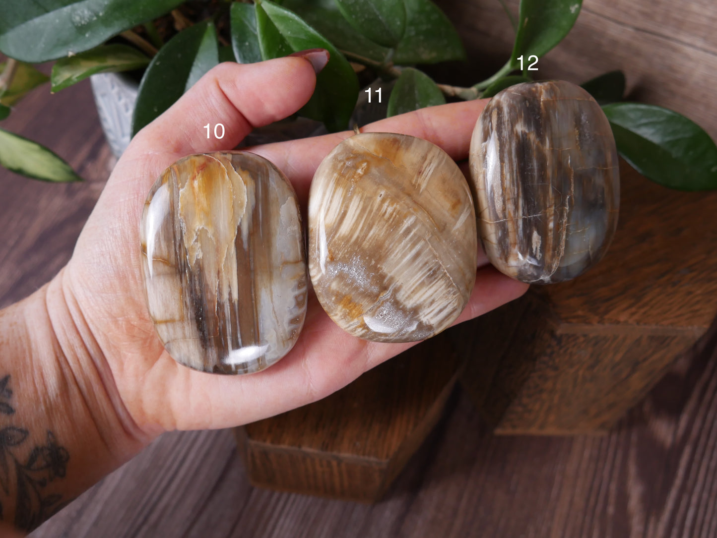 Petrified Wood Palm Stone [various]