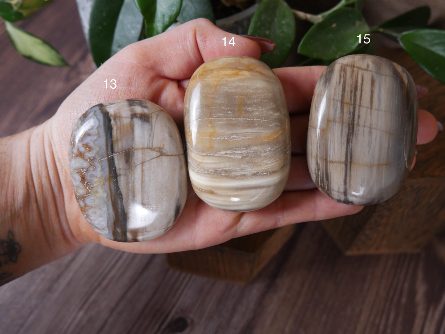 Petrified Wood Palm Stone [various]