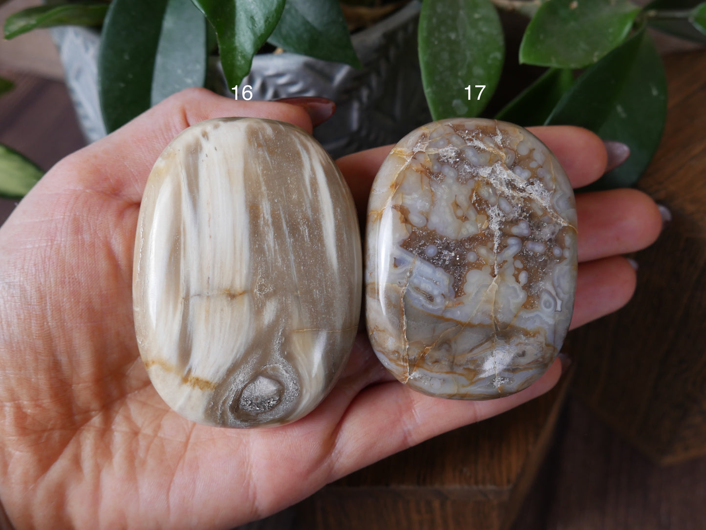 Petrified Wood Palm Stone [various]