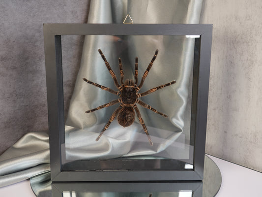 Tarantula Specimen