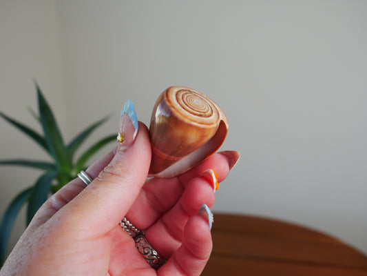 Spiral Shell