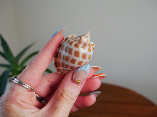 Little Brown Spiral Shell