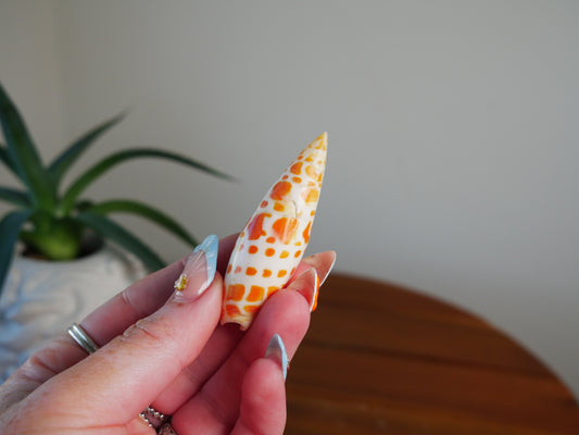Orange & White Shell