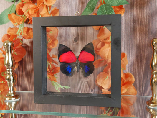 Butterfly Specimen - Agrias Claudina