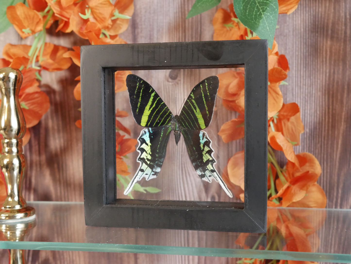 Butterfly Specimen - Urania Leilus