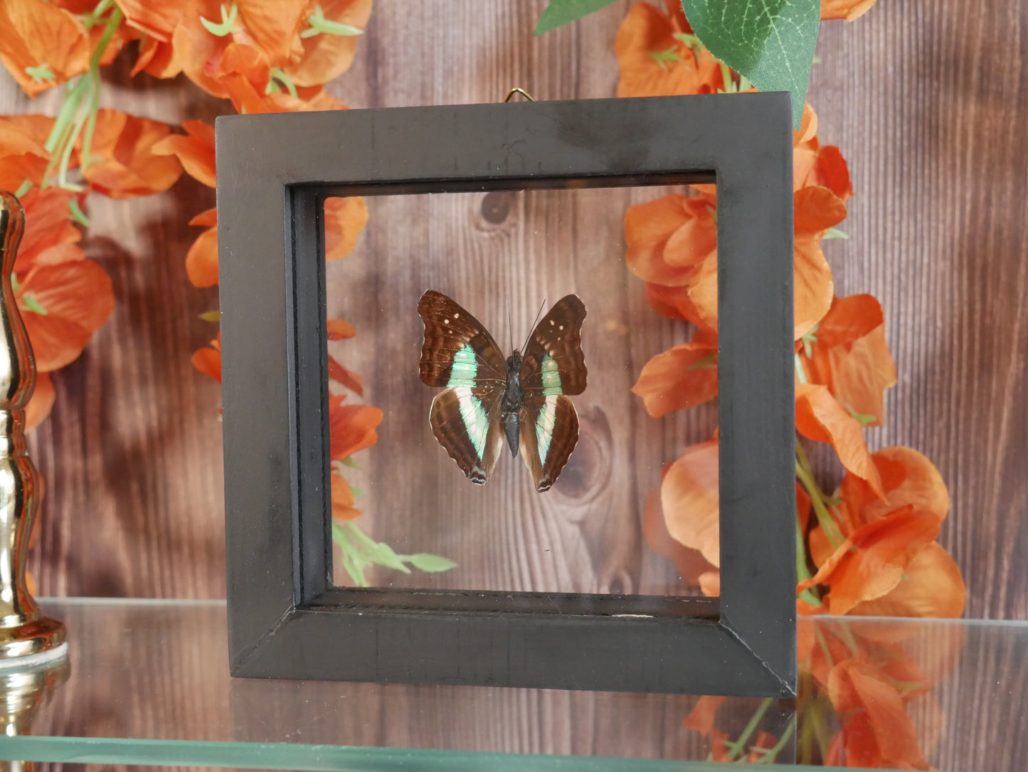 Butterfly Specimen - Doxocopa Laurentia
