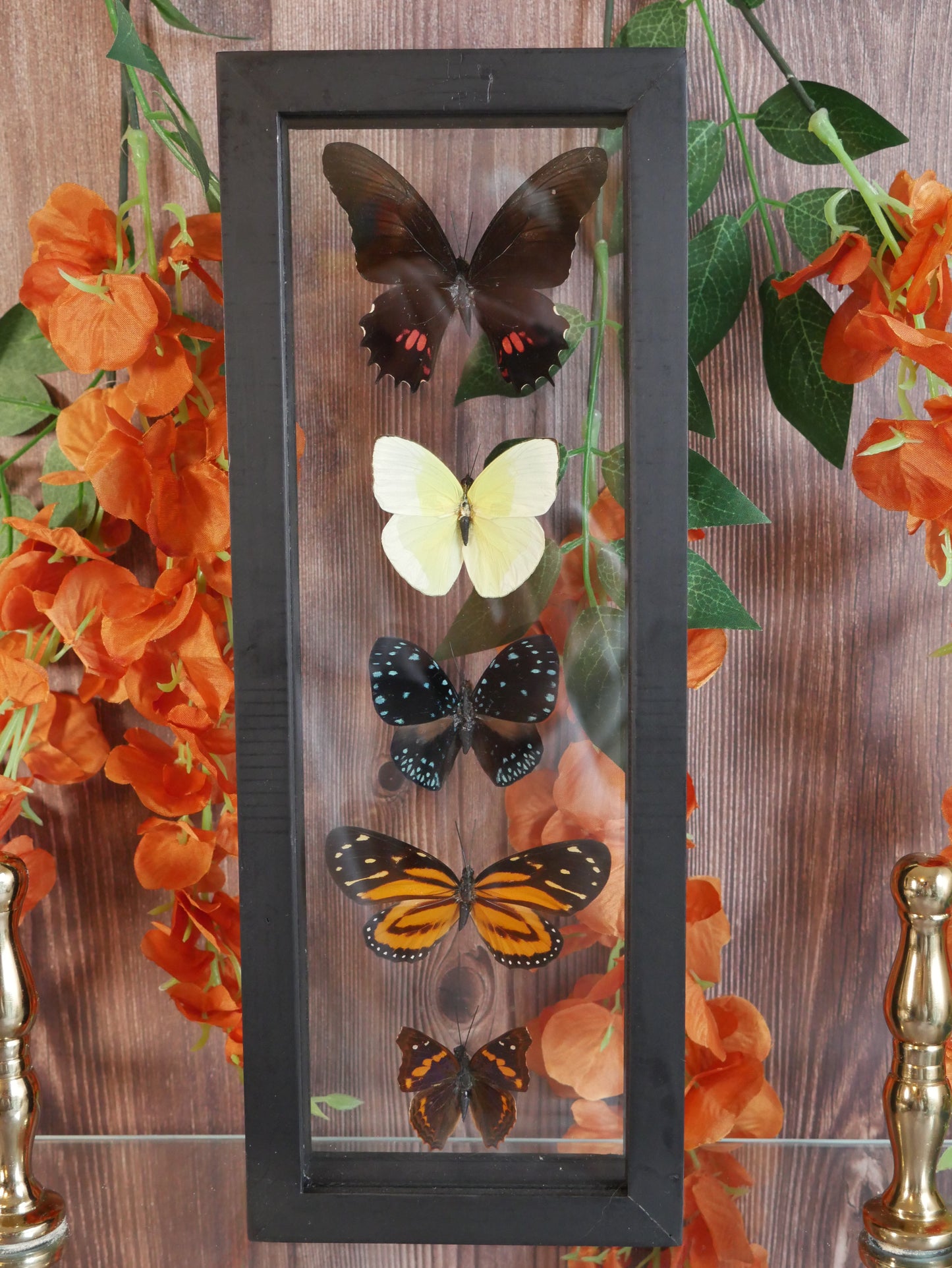 Butterfly Specimen - 5 Species