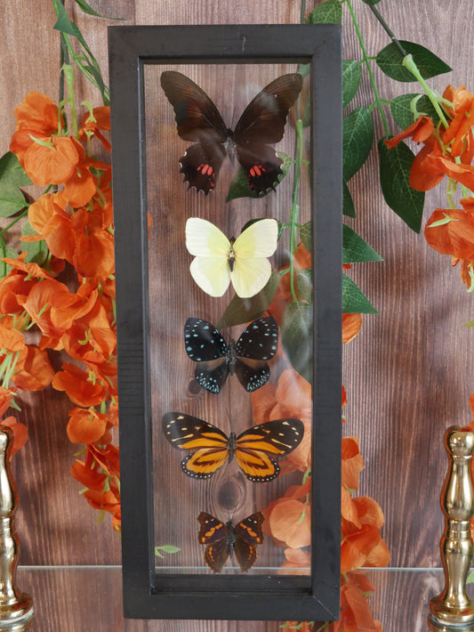 Butterfly Specimen - 5 Species