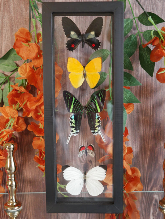 Butterfly Specimen - 5 Species