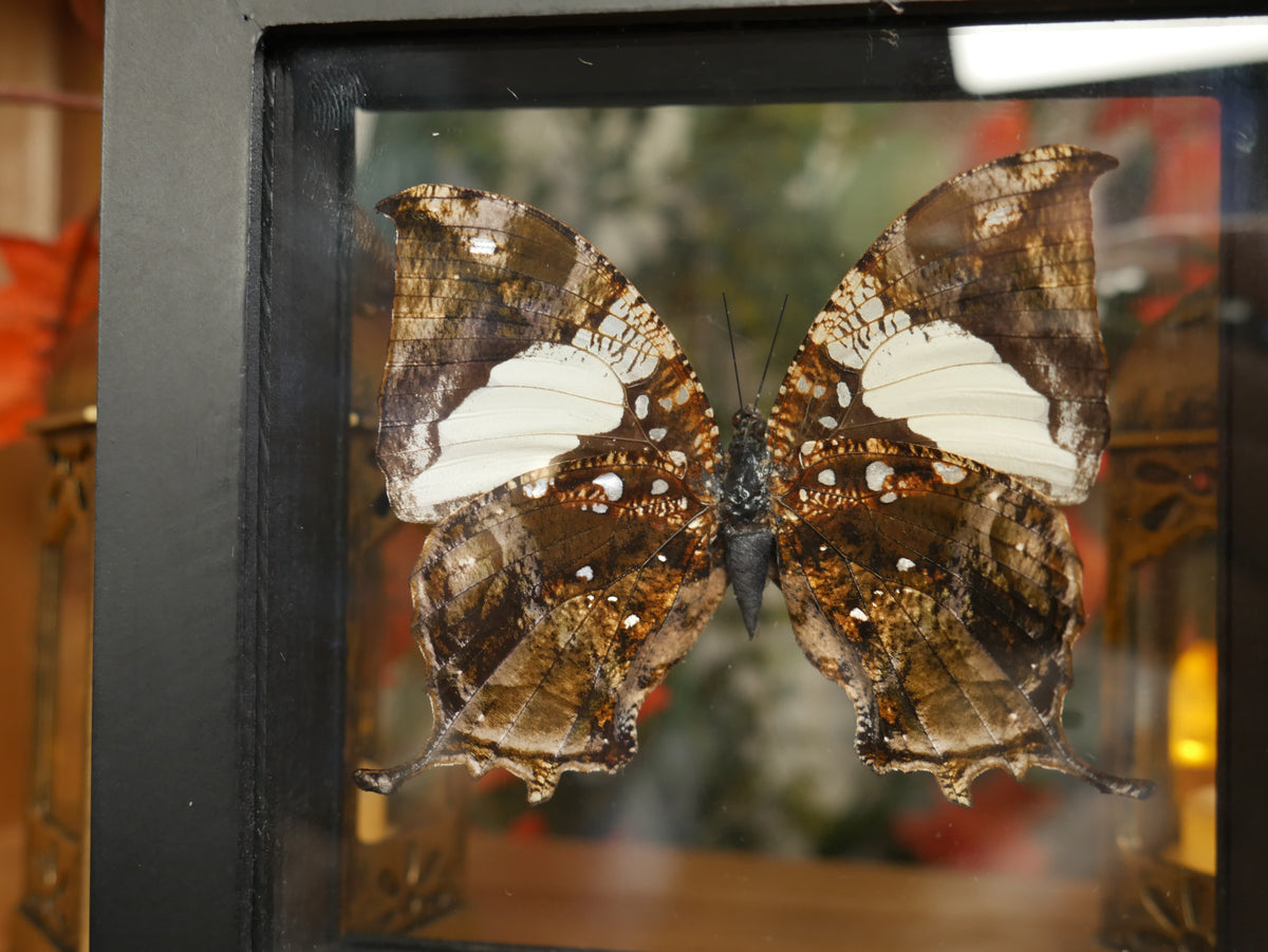 Butterfly Specimen - Hypna Clytemnestra